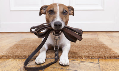 Dog sitter and helpers to keep you worry free