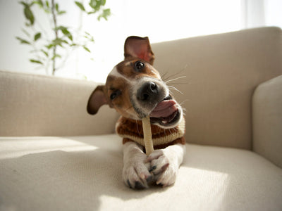 Top Chew Treats for your Dog