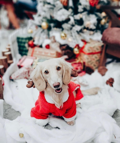 Dog Gifts: Ring in the New Year by Spoiling Your Pup