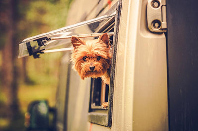 Dog friendly hikes, parks, restaurants in Hong Kong