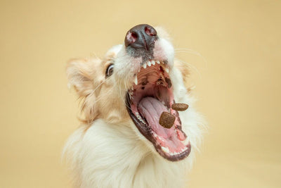 Types of dog food for a well balanced diet