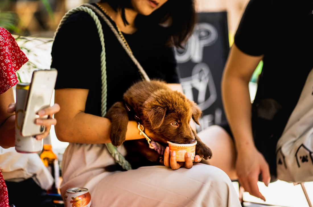 Best 2025 Christmas Gifts for Dog Owners